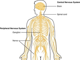 The nervous system