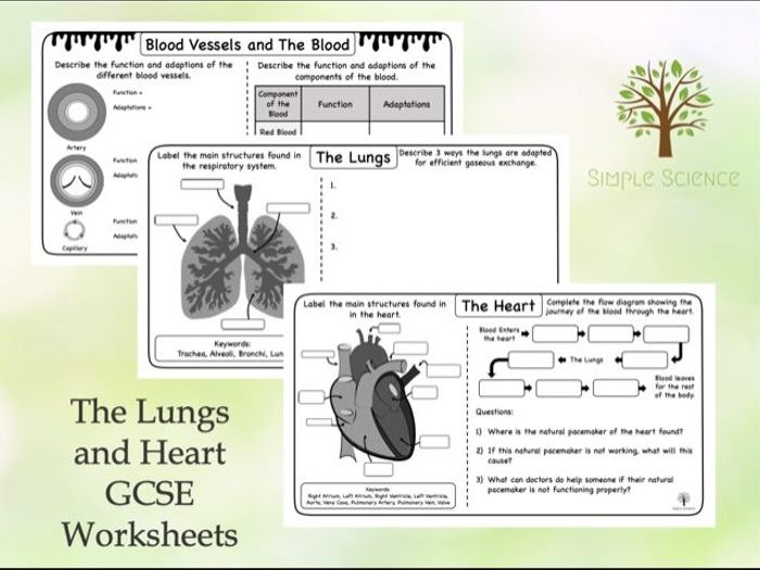 GCSE Biology - The Lungs And Heart Worksheets | Teaching Resources