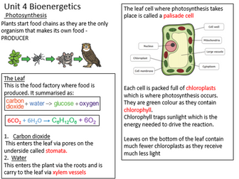 AQA GCSE Biology Unit 4 Bioenergetics Revision Flashcards