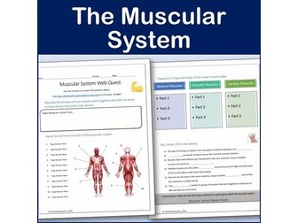 Muscular System Webquest | Editable Digital Science Activity