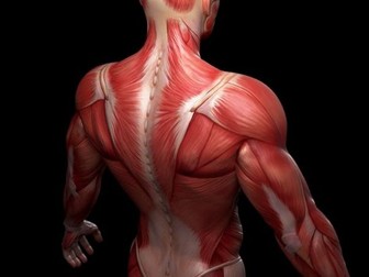 BTEC Sport Level 3 Muscular System Teaching Pack