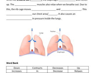 GCSE PE Respiratory Muscles and Mechanics of Breathing Worksheet