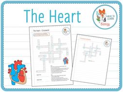 The Heart Crossword Puzzle (KS3/4) Teaching Resources