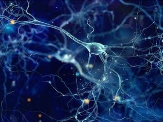 Neurons & Synaptic Transmission
