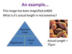 Using a Microscope - OCR AS/A Level Biology