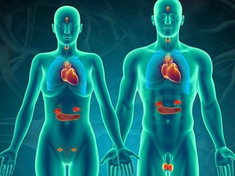 Endocrine System & Pituitary Gland