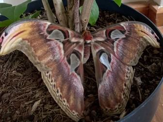 A-Level Environmental Science: Lessons 5 - 8