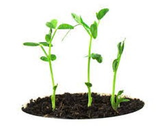 Gregor Mendel and Inheritance