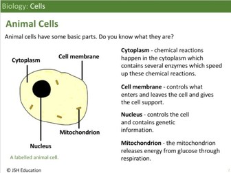 KS3 Biology: Cells
