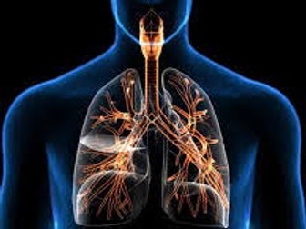 IGCSE PE Respiratory System & Circulatory System Worksheet