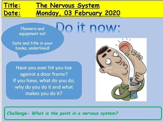 GCSE - The Nervous System