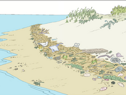 Types of coastlines