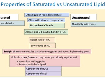 AS Biology Lipids (international)