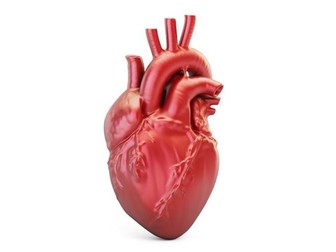 Edexcel iA Level Mammalian Transport & CVD