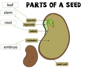 KS2 Science Parts of a Seed