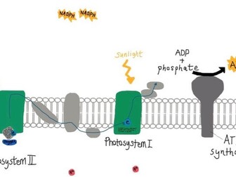 Photosynthesis: the light dependent stage: YouTube video and annotation task