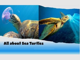 Activities week Sea turtles & Plastic pollution
