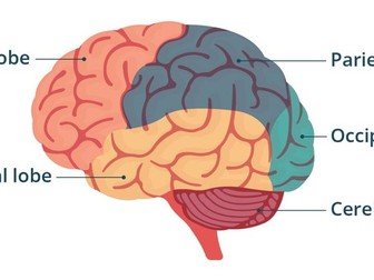 IGCSE Edexcel Biology chapter 6 revision notes