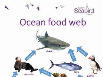 Scottish Seabird Centre - Ocean food web worksheet
