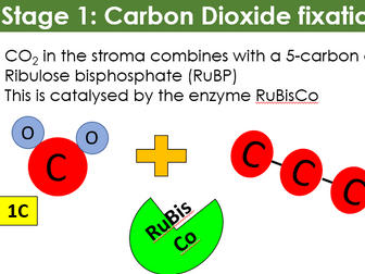 AQA A-level Biology: Photosynthesis Light Independent reaction