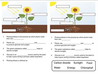 Introduction to photosynthesis - Year 7/8