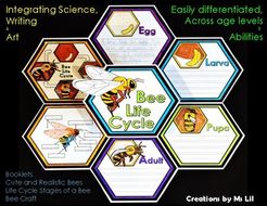 Honey Bee Life Cycles :: Bee Crafts :: Bee Activities | Teaching Resources