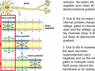 Action potential