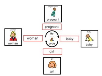Life Cycle of a human - Interactive Activities and Worksheets