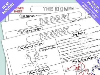 GCSE Biology: Kidney Structure and Function Worksheet UPDATED