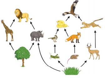 NEW AQA Topic 7 - Ecology Food Chains and Webs Combined Higher