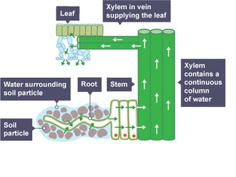 A Level Biology OCR Plant transport -Translocation Booklet lesson