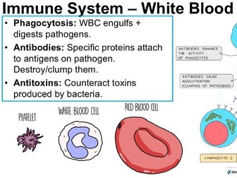 GCSE Coordinated Science: Immunity & Infection