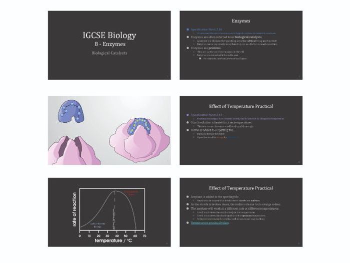 Edexcel IGCSE Biology Presentations - Chapter 1 - Living Organisms ...