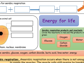 Respiration KS3 support