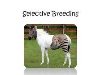 Selective Breeding