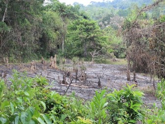 Learn at Chester Zoo - What is deforestation? [VIDEO]