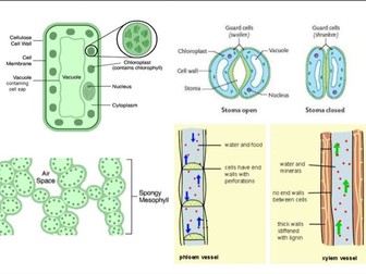 AQA GCSE Biology (Triple) Plant Organisation Revision Lesson