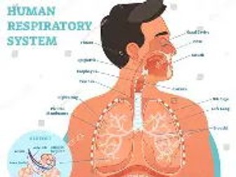 AAQ OCR F091 Topic 2 Respiratory System
