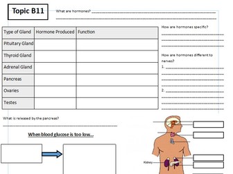 B11 Hormonal Coordination Worksheet/Powerpoint
