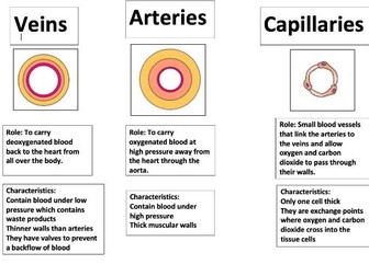 The blood Vessels Veins, Arteries and Capillaires