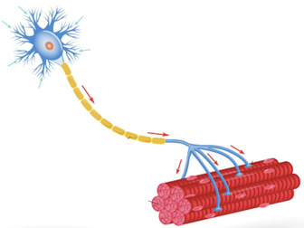 Neuromuscular Revision Poster (AQA A-Level PE)