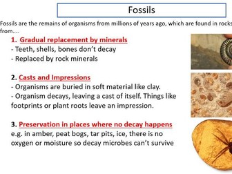 Fossils for Foundation Tier GCSE