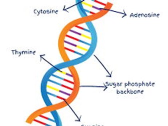 Revision Placemat - National 5 DNA