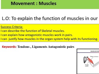 KS3 - Introduction to muscular system