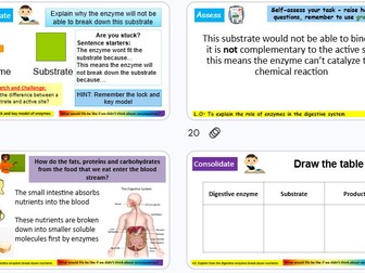 Enzymes KS3 Science