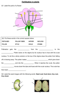 KS3 Fertilisation in Plants worksheet | Teaching Resources