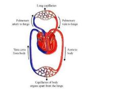 circulatory system mammalian