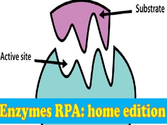 Enzymes RPA Interactive