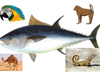 Mammals, birds, reptiles and fish.