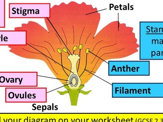 Structure of the flower & pollination